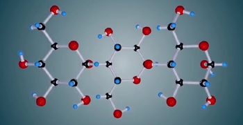 DNA replication process