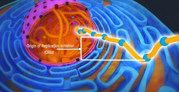 DNA replication process