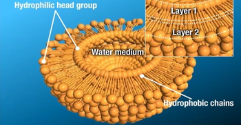 DNA replication process