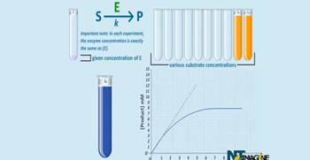 DNA replication process