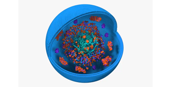 DNA replication process