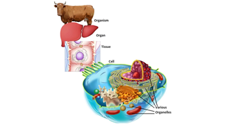 DNA replication process