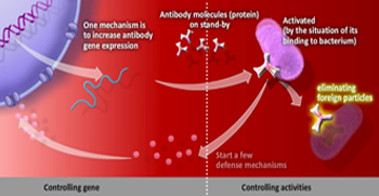 DNA replication process