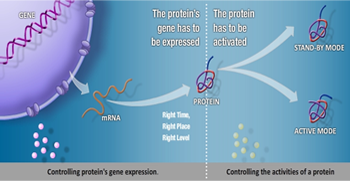 DNA replication process