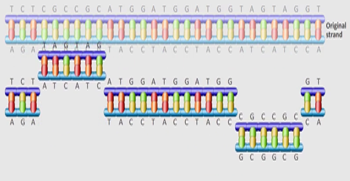 DNA replication process
