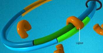 DNA replication process