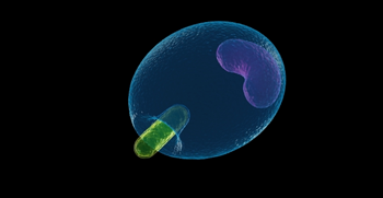 DNA replication process