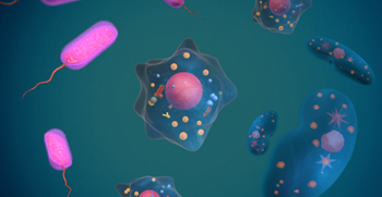 DNA replication process