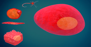 DNA replication process