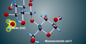 Formation of disaccharides