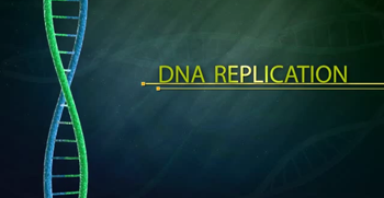 DNA replication process