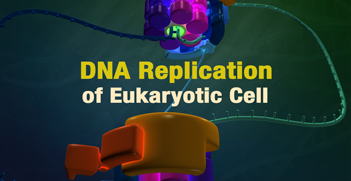 DNA replication process