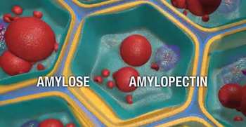 Formation of amilose and amilose pecticne 